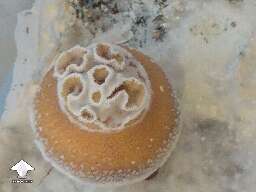 KSSS squats. Look at this mushroom cap!