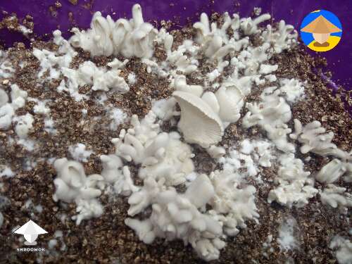 Pins mutation coral like growth KSSS strain