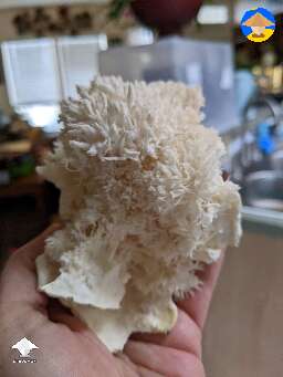 Lion's Mane harvest