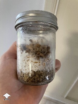 Bacterial contamination bacillus in grain spawn jar