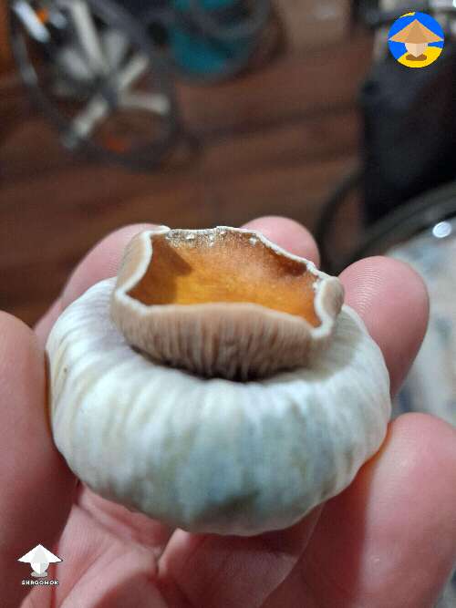 Growing Koh Samui super strain and got amazing mushroom mutation  #2