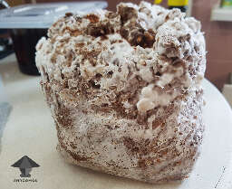 Shiitake mushroom cake ready for fruiting conditions