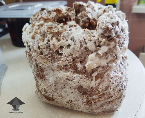 Shiitake mushroom cake ready for fruiting conditions