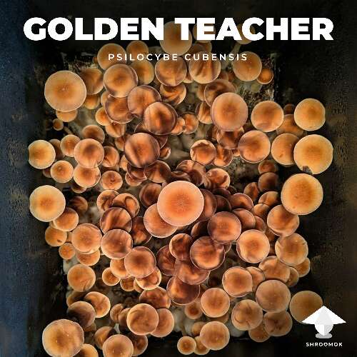 Psilocybe cubensis Golden Teacher mushrooms