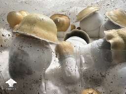 Avalanche magic mushroom growing