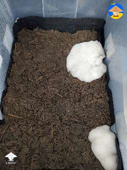 Thick strange mycelium on top HELP #3