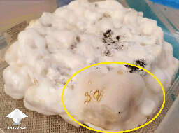 Mycelium metabolites piss and overlay