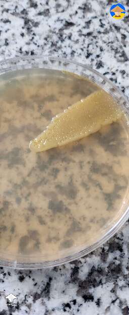I colonized a batch of apes with this syringe and it did have bacteria