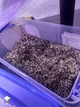 Psilocybe cubensis B plus strain - pinning and fruiting