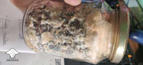 Contaminated spawn jar