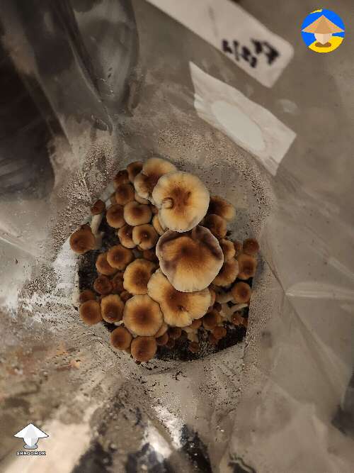 Cubensis F+ mushrooms