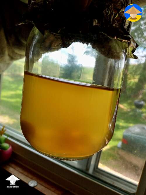 Bad liquid culture happened within 2 days, just showing examples. The cloudyness is bad. Not the amber color