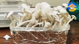 Psilocybe Cubensis Leucistic Golden Teacher