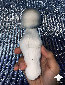 Albino penis envy mushroom cultivation