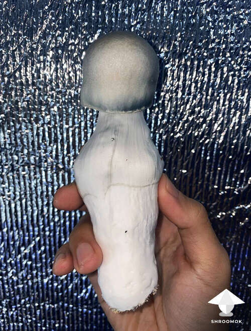 Albino penis envy mushroom cultivation