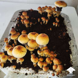 Fixed overlay and mushroom fruiting