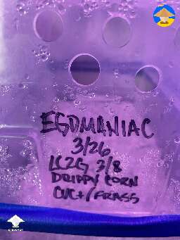Dub tub, mycelium run and mushroom fruiting 