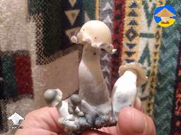 Cubensis Deep Blue Yeti mushroom cluster