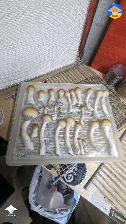 Harvested 6th flush of Tidal Wave