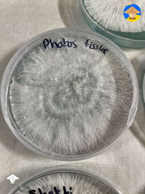 Agar work