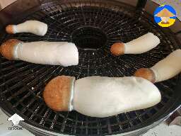 DC mak mushrooms harvest