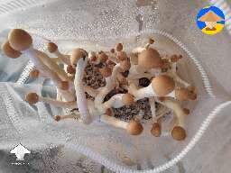 Golden teachers and my first ever grown mushrooms