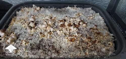 Z strain mushrooms - blob mutation