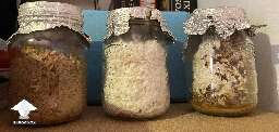 All spawn jars were close to be fully colonised and the mycelium started to disappear what is the reason for that and how to avoid it next time