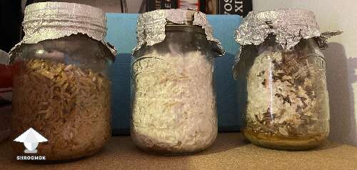 All spawn jars were close to be fully colonised and the mycelium started to disappear what is the reason for that and how to avoid it next time