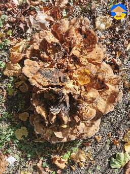 Chicken of the woods? If so I'm wondering if I could get a spore print off it and cultivate indoors
