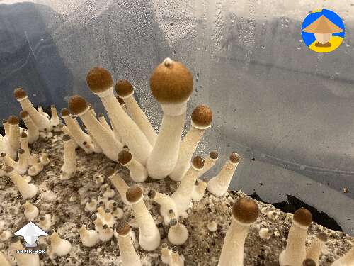 Last flush of B+ mushrooms coming in
