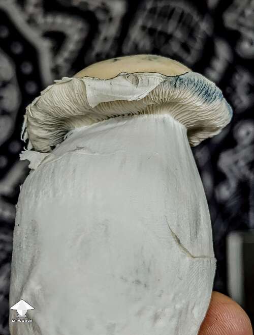 Albino Riptide chunky mushroom