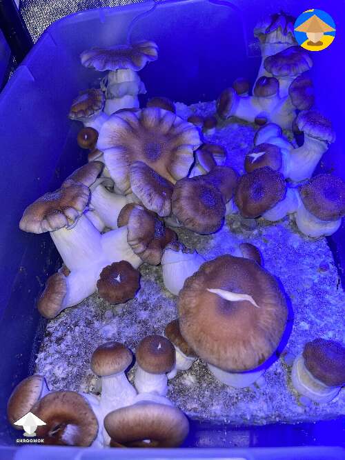 Hillbilly Pumpkin mushrooms