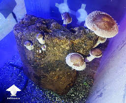Shiitake fruiting mushroom block 2