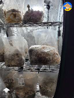 This picture shows difference between a side fruiting block like oysters and the pioppino that fruit out of the top #7