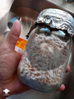 Mushroom growing fun