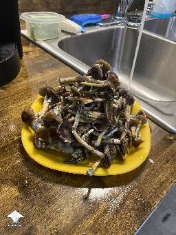 Cubensis Golden Teacher shroom harvest