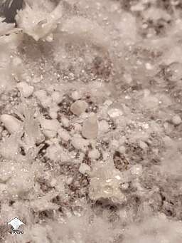 First time ever growing - mushroom pinning