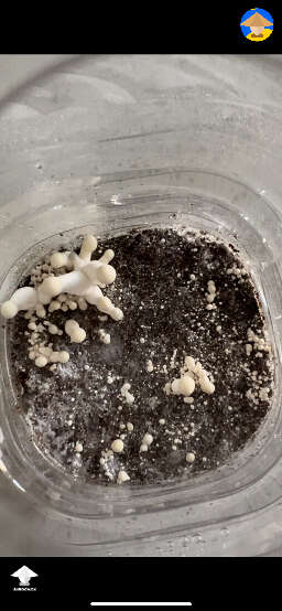 Bottle tek shrooms growing day 14