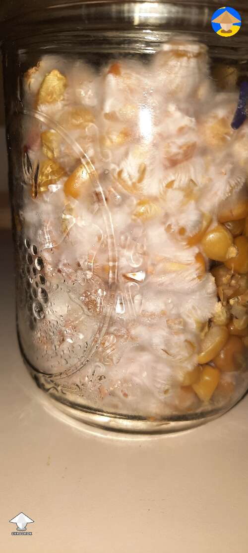 Corn grain colonization with mycelium #3