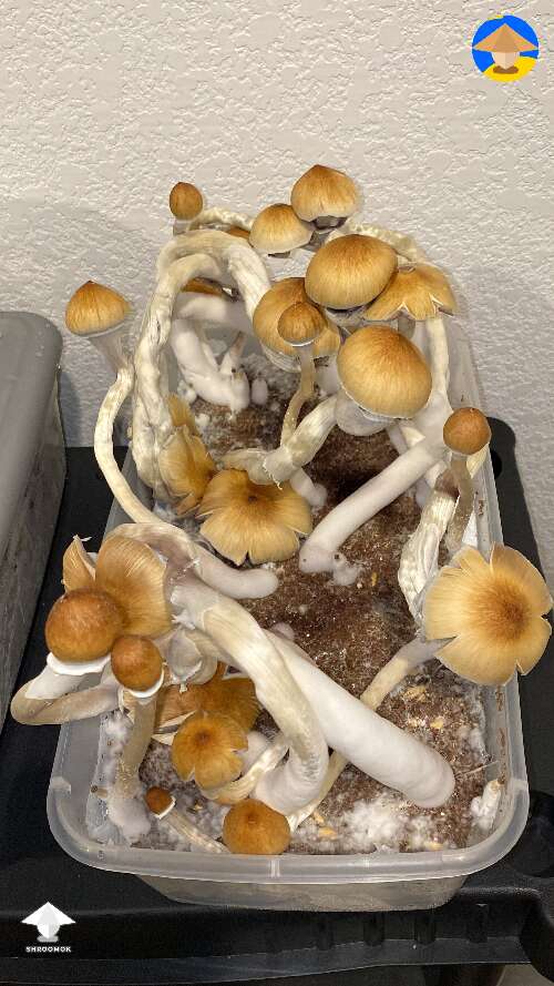 Flea Market second flush in dubtub