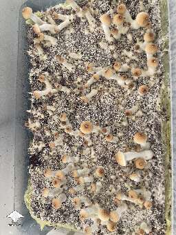 Pink Buffalo shrooms fruiting