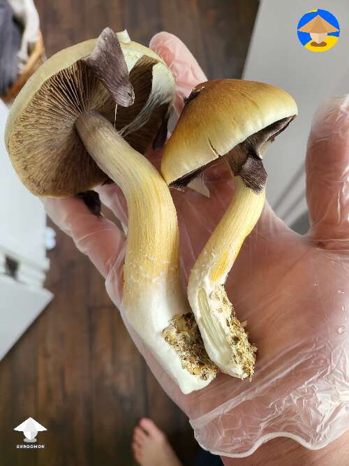 Cubensis mushrooms, not sure of their strain - 3rd flush - 110grams