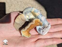 Weird cool funny looking shroom JMF Jedi Mind Fck