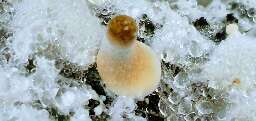 Psilocybe cubensis golden teacher day 29