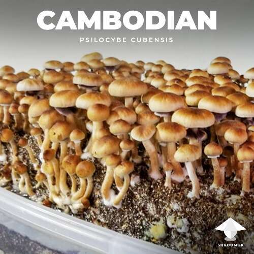 Cubensis cambodian in monotube