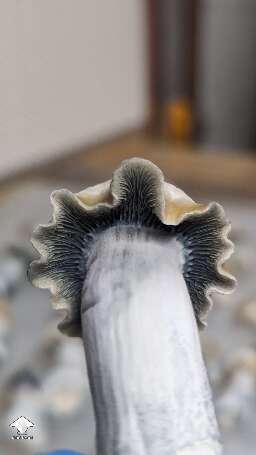 Cubensis Clockwork Orange