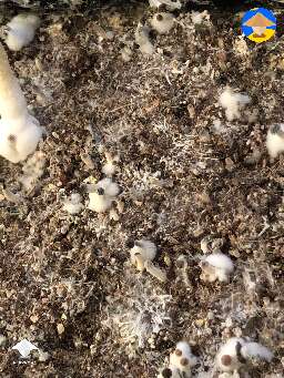 Black pointy tip cap and some of them are dying too soon when it’s small. They appear as blackish green. What’s happening?