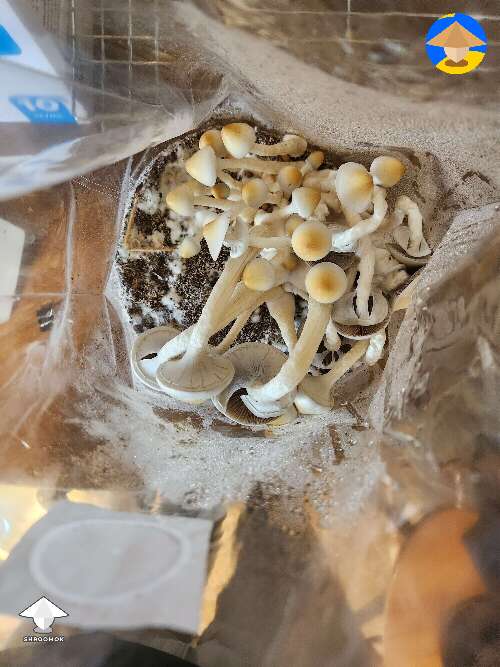 Yellow Umbo cubensis mushroom hybrid #2