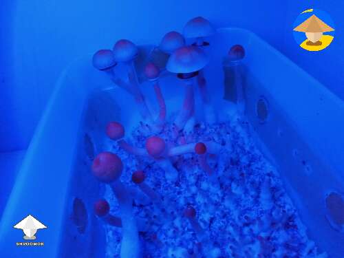 Luminous Lucy mushrooms under black light